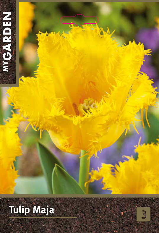 Тюльпан бахромчатый Майя